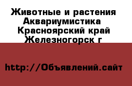 Животные и растения Аквариумистика. Красноярский край,Железногорск г.